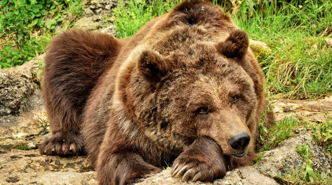 Καφέ αρκούδα (ΦΩΤΟ ΑΡΧΕΙΟΥ)