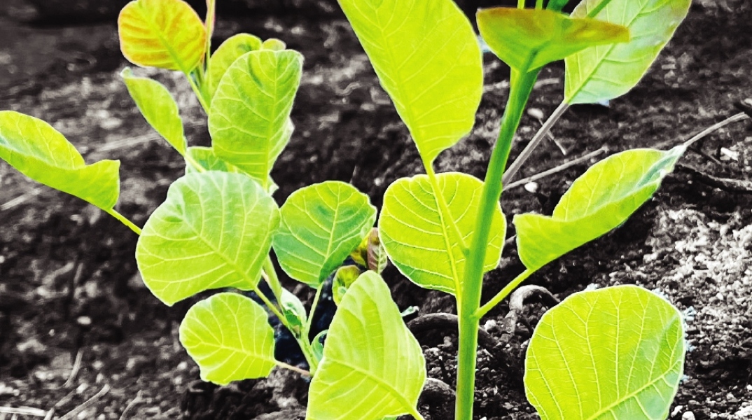 Πράσινο φυτό σε καμένη έκταση
