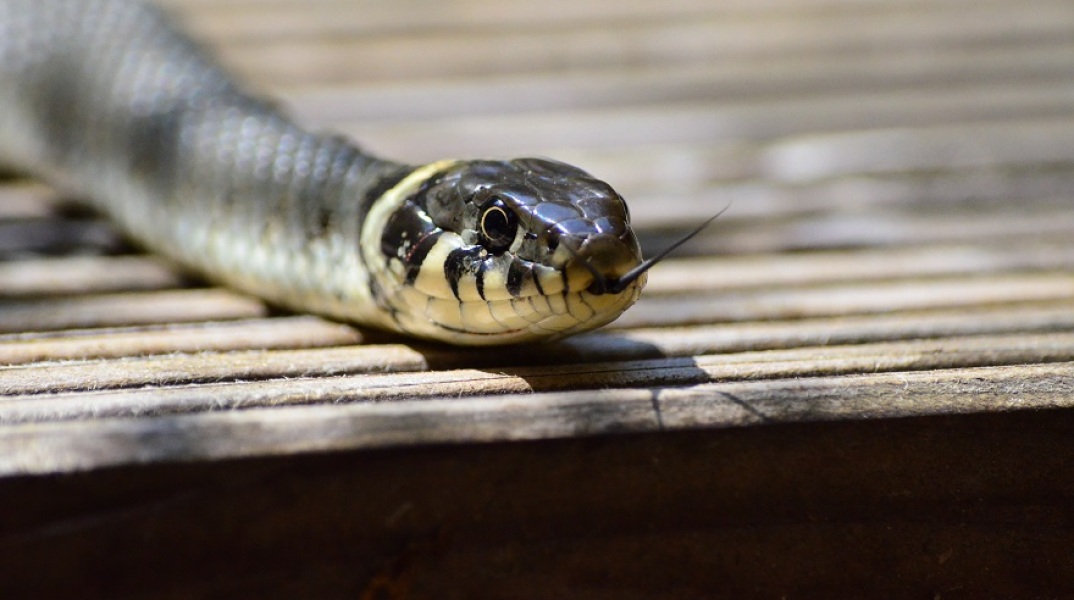 Πάτρα: Στο νοσοκομείο 15χρονος – Τον τσίμπησε φίδι