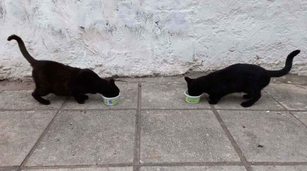 Ταΐζοντας καθημερινά αδέσποτες γάτες στην πόλη