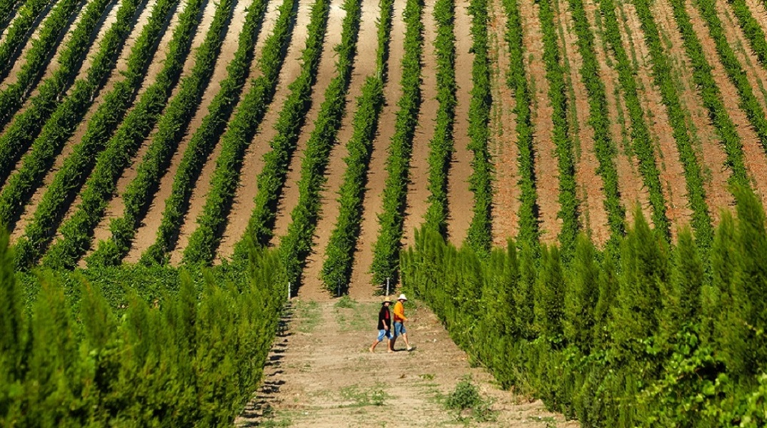 Στιγμιότυπο από τον τρύγο στο Κτήμα Γεροβασιλείου.