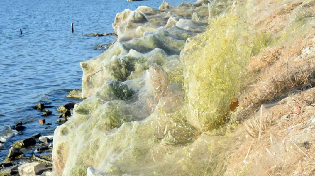 Το γιγαντιαίο πέπλο αράχνης στο Αιτωλικό έκανε την επανεμφάνισή του