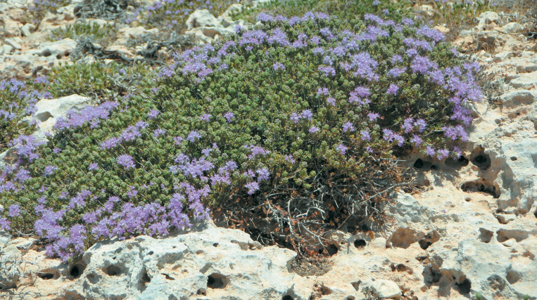 Άγριο θυμάρι