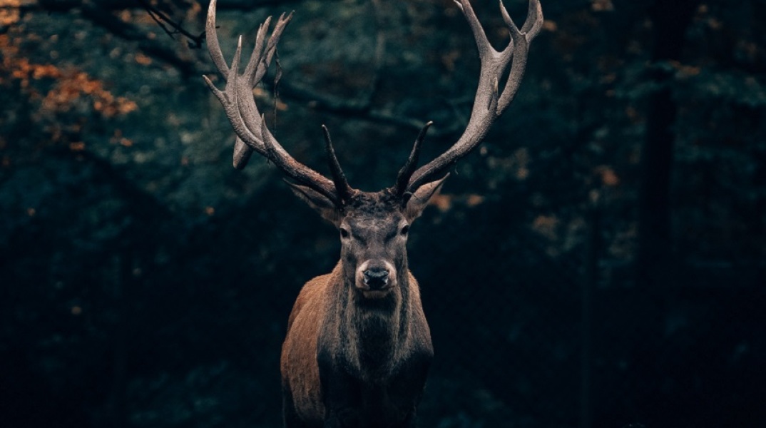 Ελάφι ψυχορραγούσε επί τρεις ημέρες στην μέση του δρόμου στην Πάρνηθα