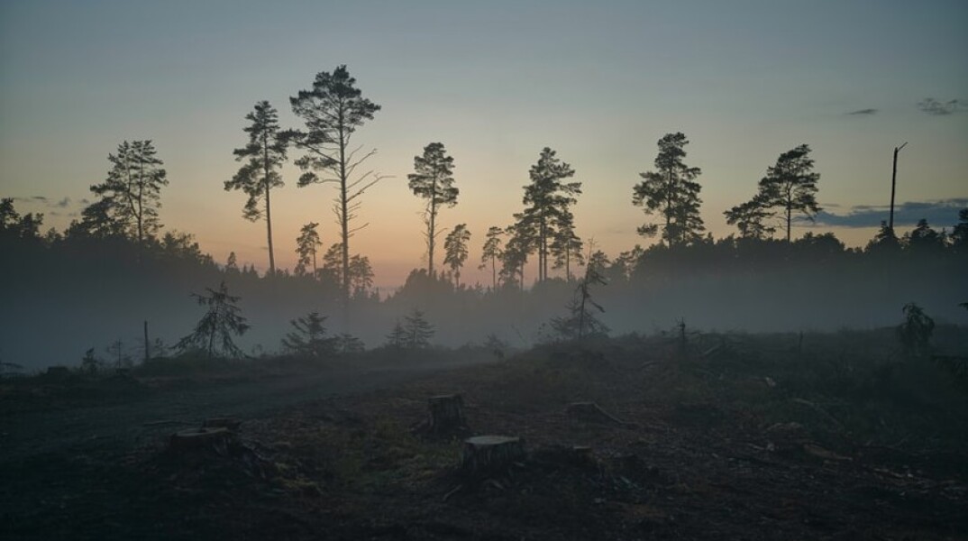Αποψίλωση δασών