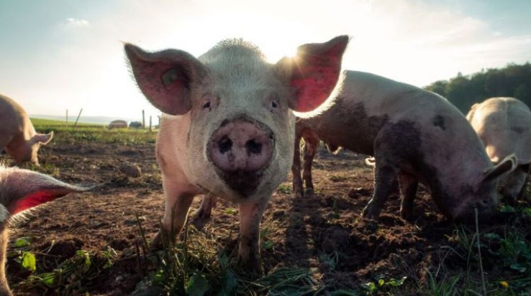 Η Βρετανία ψάχνει κρεοπώλες για να αποφύγει τη μαζική σφαγή χοίρων