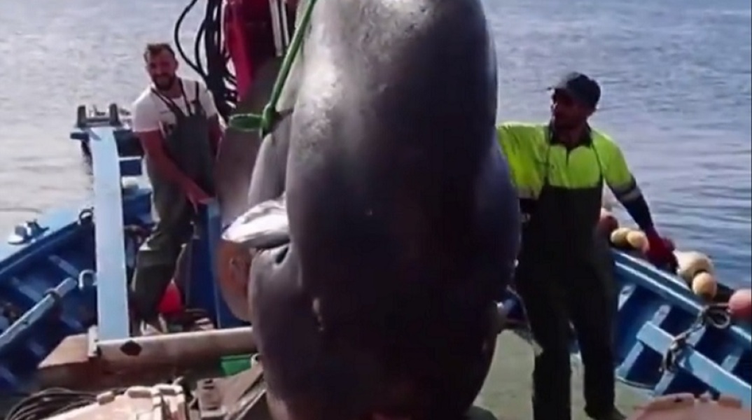 Έπιασαν ψάρι δύο τόνων στα ανοιχτά της Θέουτα στην Ισπανία