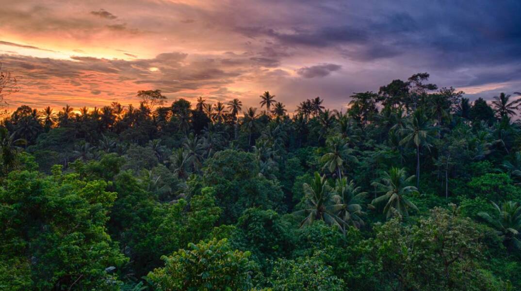 Monkey Forest Ινδονησία