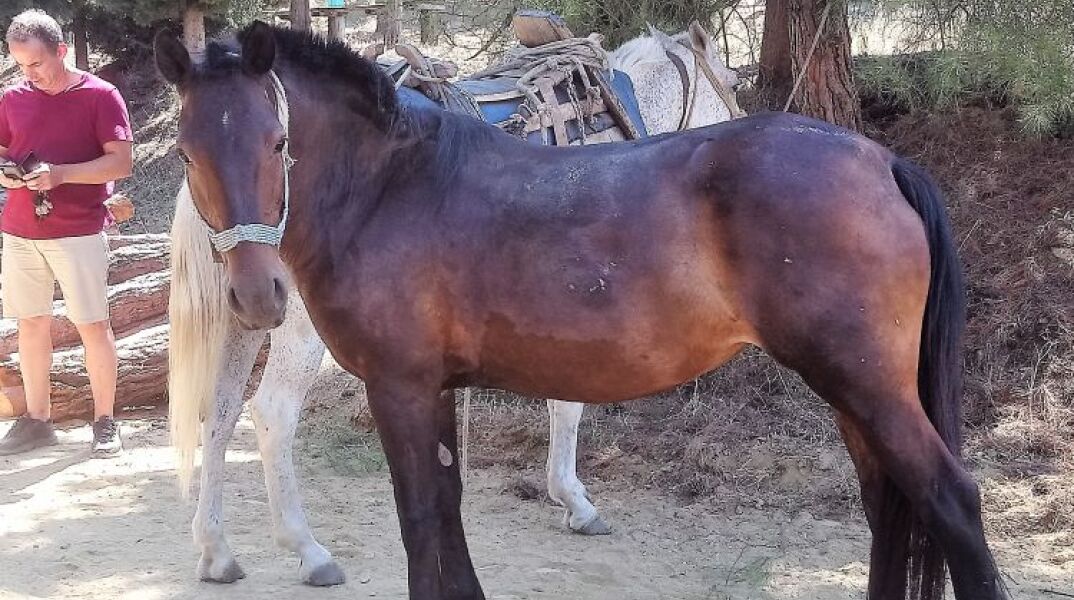Καβάλα: Άλογο κάλπαζε στην Εγνατία Οδό