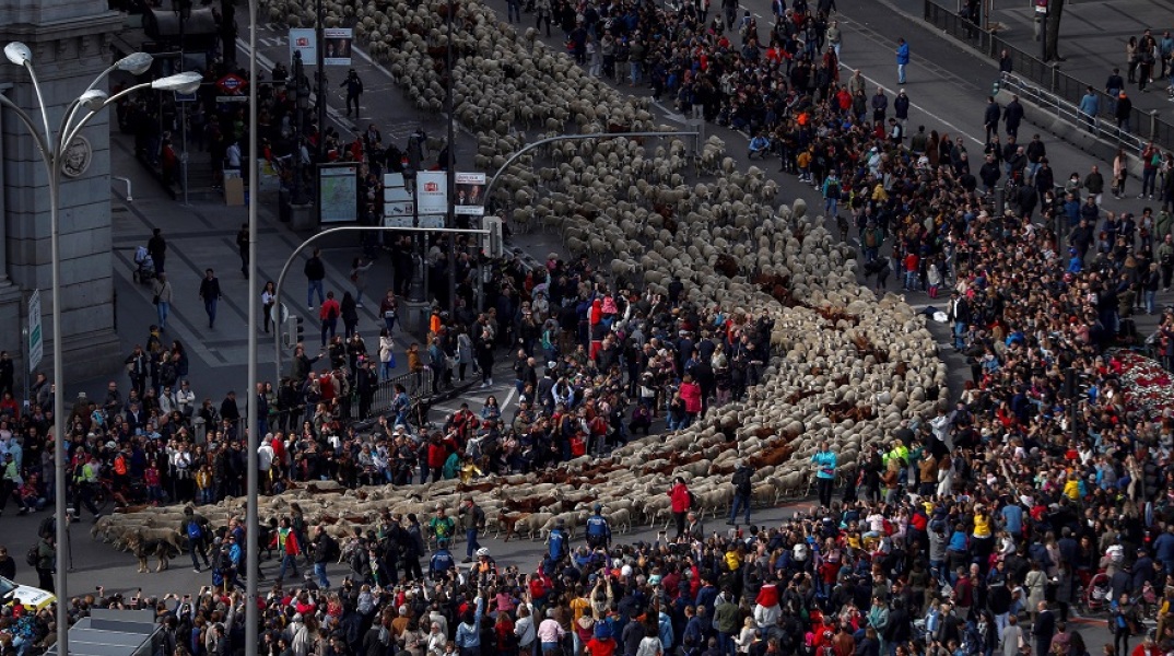 Πρόβατα κατέκλυσαν τους δρόμους της Μαδρίτης
