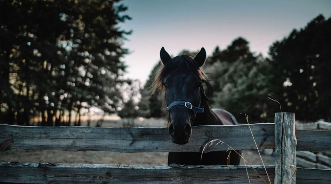 Άλογο (ΦΩΤΟ ΑΡΧΕΙΟΥ) - Ξεκινά η δίκη για τα κακοποιημένα άλογα στον Ασπρόπυργο, που είχαν βρεθεί σκελετωμένα και άρρωστα σε μονάδα εμπορίας ιπποειδών