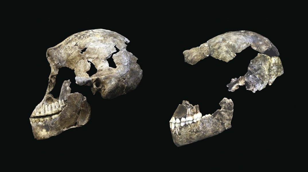 Ανακαλύφθηκε ένας νέος πρόγονος του ανθρώπου, ο Homo bodoensis 
