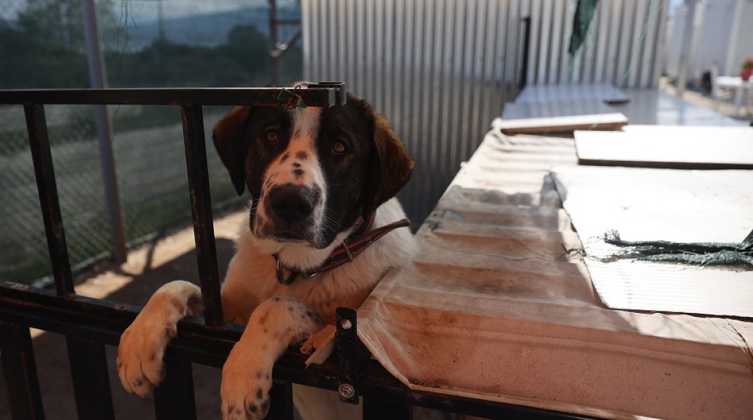 Βαγιοχώρι, ένα προσφυγικό camp πρότυπο φιλοζωίας