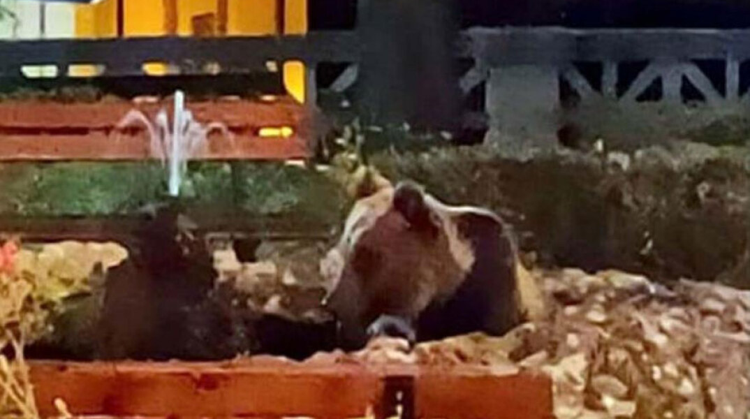 Μια καφέ αρκούδα στο συντριβάνι χωριού στην Ιταλία