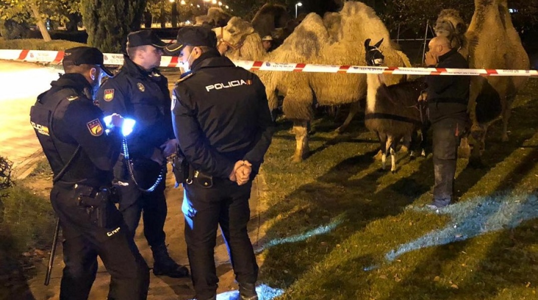 Οκτώ καμήλες και ένα λάμα έκαναν βόλτες στους δρόμους της Μαδρίτης