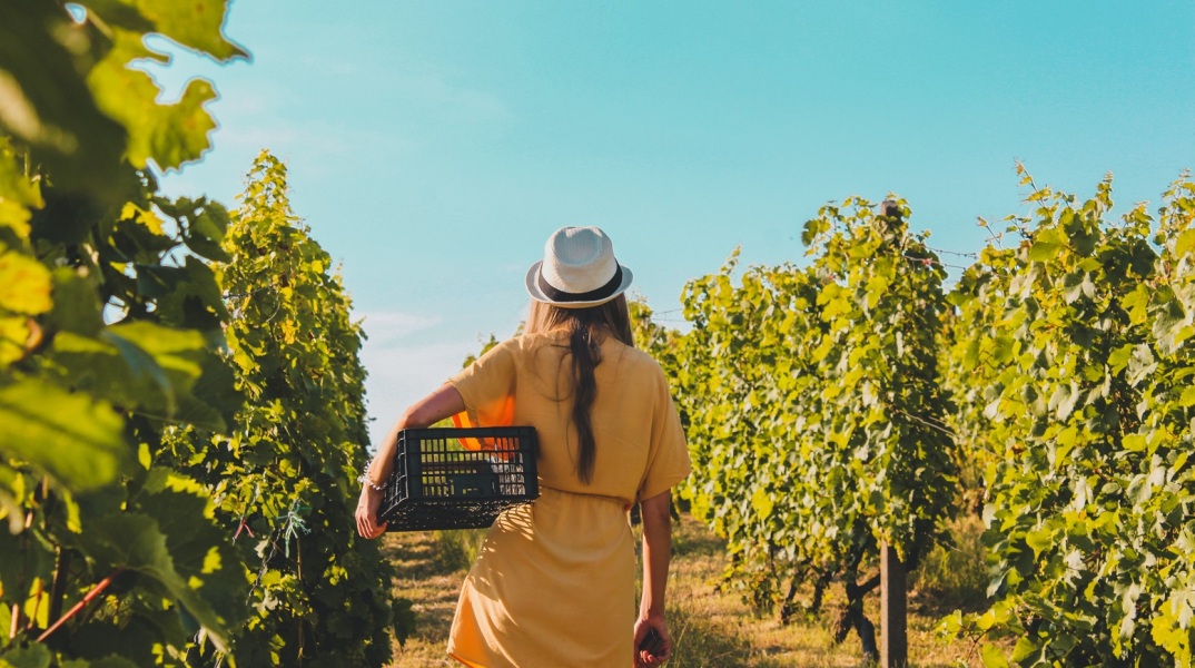 Η φετινή παραγωγή κρασιού στην Ευρώπη θα κινηθεί στα χαμηλότερα επίπεδα των τελευταίων δεκαετιών εξαιτίας των ακραίων καιρικών φαινομένων.