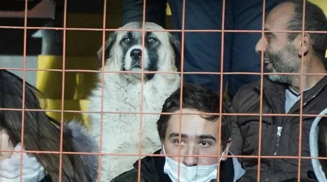 Αδέσποτος σκύλος μπήκε στο γήπεδο, την άραξε σε κάθισμα και είδε... Αρμενία-Γερμανία!