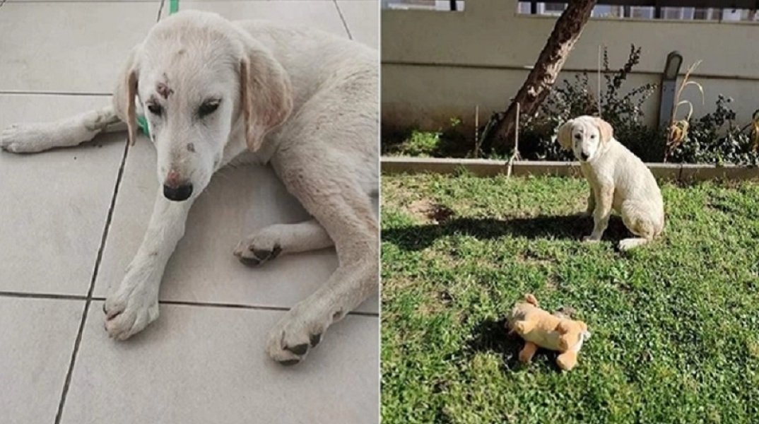 Αλεξανδρούπολη: Καταγγελία για κατ’ εξακολούθηση βιασμό κουταβιού