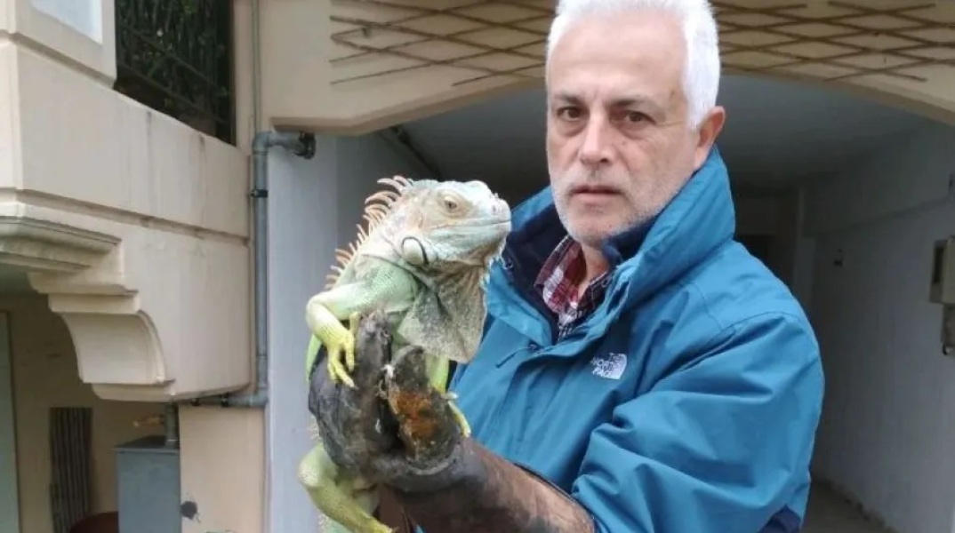 Μεγάλο ιγκουάνα βρέθηκε δίπλα σε κάδο απορριμμάτων στη Λάρισα