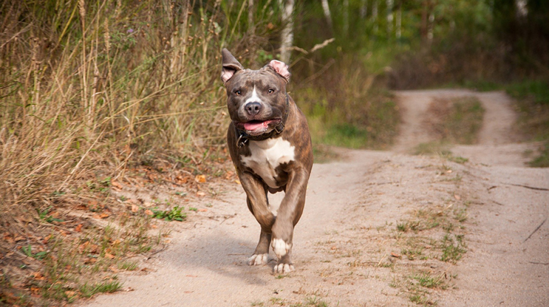 Πίτμπουλ στη Νίκαια δάγκωσε αστυνομικό