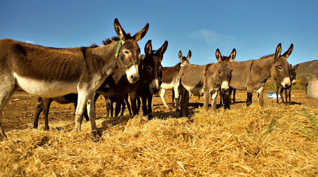 Meet Your Makers: Ο Γιώργος Τσιχουρίδης παράγει στην Κοζάνη γάλα γαϊδούρας