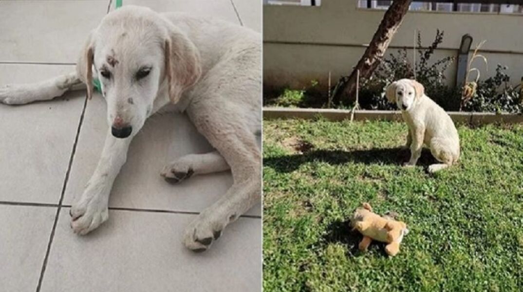 Οργή Κατρίνας Τσάνταλη για τον βιασμό κουταβιού στην Αλεξανδρούπολη (ΦΩΤΟ)