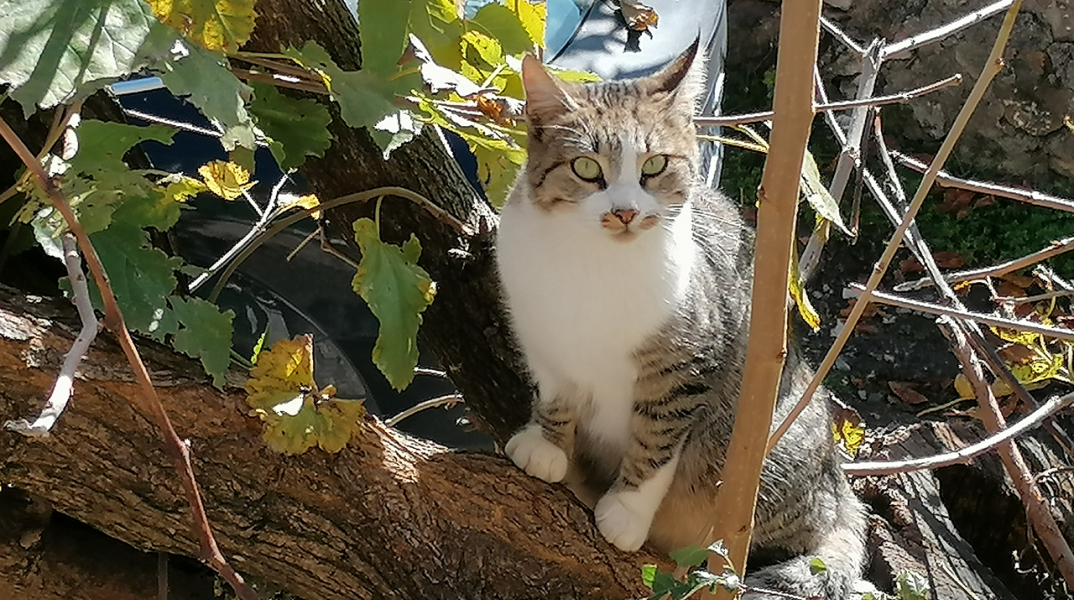 Οι γάτες του Κλείτορα: όμορφες και άγριες κουτσομπόλες