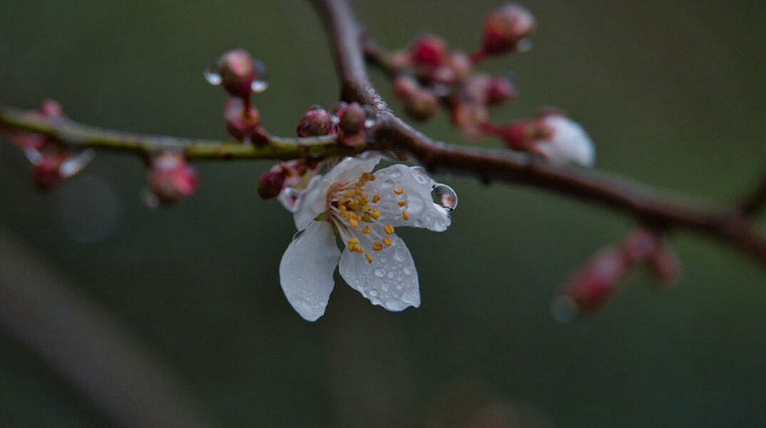 Λουλούδι στη βροχή (ΦΩΤΟ ΑΡΧΕΙΟΥ) - Βροχές σήμερα Δευτέρα 29 Νοεμβρίου 2021, σύμφωνα με την πρόγνωση ΕΜΥ