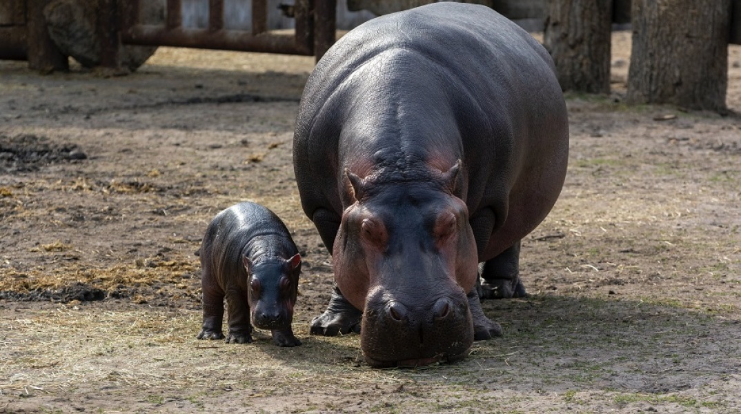 : Δύο κρυολογημένοι ιπποπόταμοι βρέθηκαν θετικοί στον νέο κορονοϊό