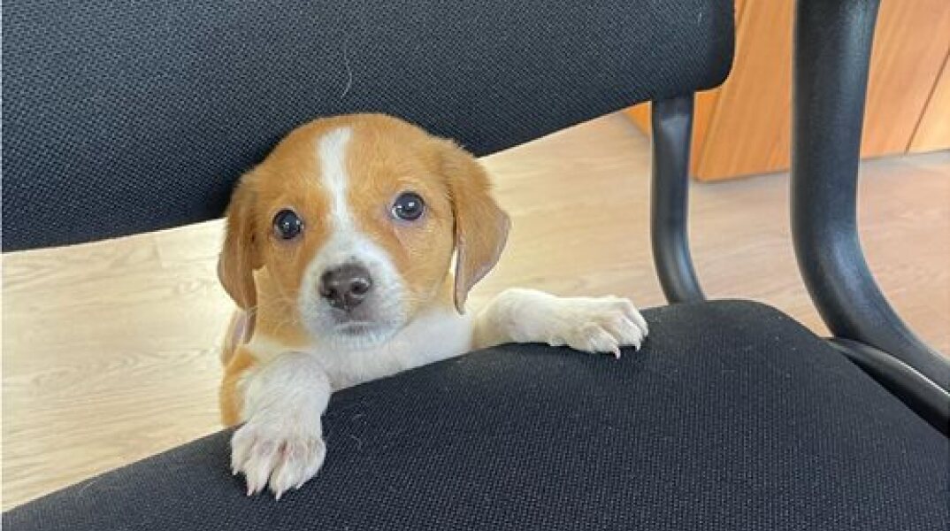 Μετά τον Πίνατ η... Μίρα - Ο Σκέρτσος μας συστήνει το αδεσποτάκι της Γενικής Γραμματείας Συντονισμού (Εικόνες)