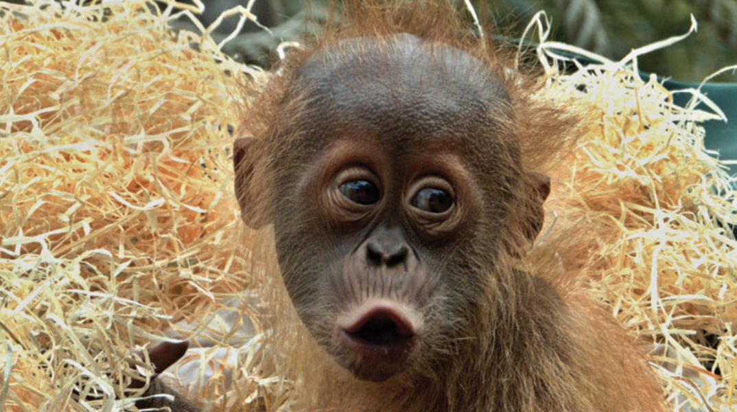 Μαιμού σε ζωολογικό κήπο / Φωτογραφία της Dana Knížková