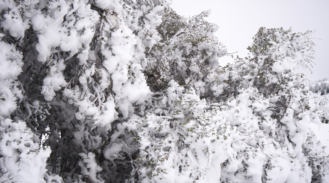 Η ΠΑΡΝΗΘΑ ΣΤΑ ΛΕΥΚΑ (EUROKINISSI/ΑΝΤΩΝΗΣ ΝΙΚΟΛΟΠΟΥΛΟΣ)