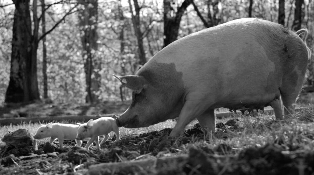 «Gunda» του Βίκτορ Κοσακόφσκι