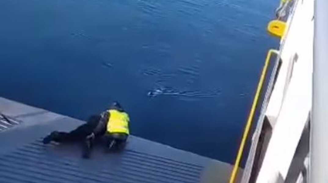 Σαλαμίνα: Μέλη Ferry Boat έσωσαν σκυλί που έπεσε στη θάλασσα