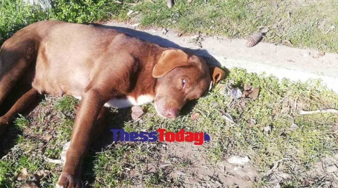 Νάουσα: Σκότωσαν με φόλα την τυφλή αδέσποτη σκυλίτσα
