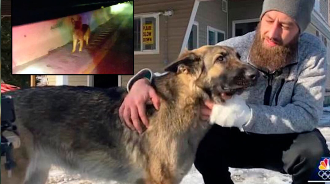 Η σκυλίτσα που οδήγησε τους αστυνομικούς στο σημείο όπου είχε τροχαίο το αφεντικό της