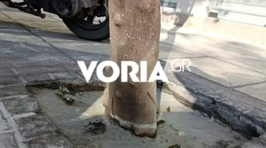 Άγνωστοι έριξαν τσιμέντο στις ρίζες δέντρων στη Θεσσαλονίκη