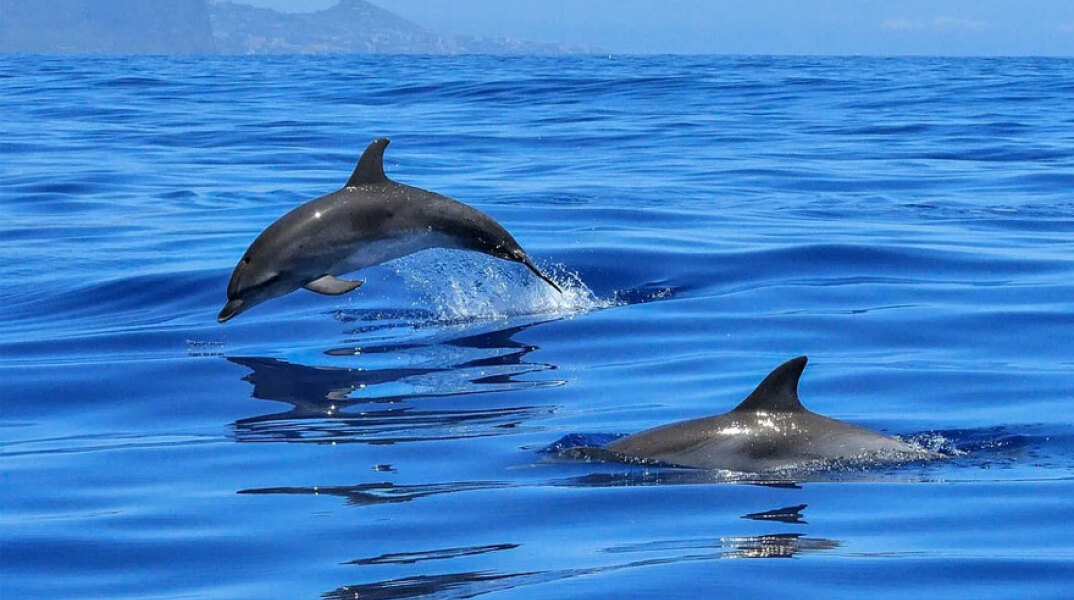 Στα δελφίνια το σεξ γίνεται για αναπαραγωγή και απόλαυση