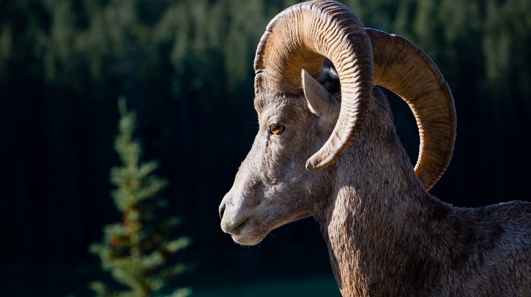 Κριάρι σκότωσε γυναίκα στη Μεσσηνία: Οργή των συγγενών της