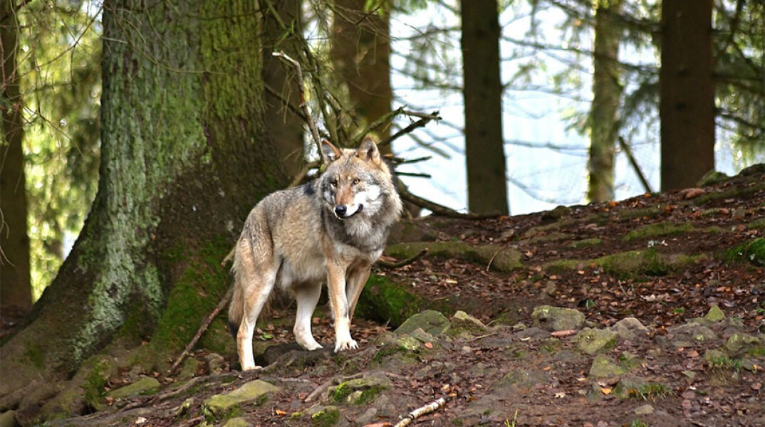 Λύκος σε δάσος