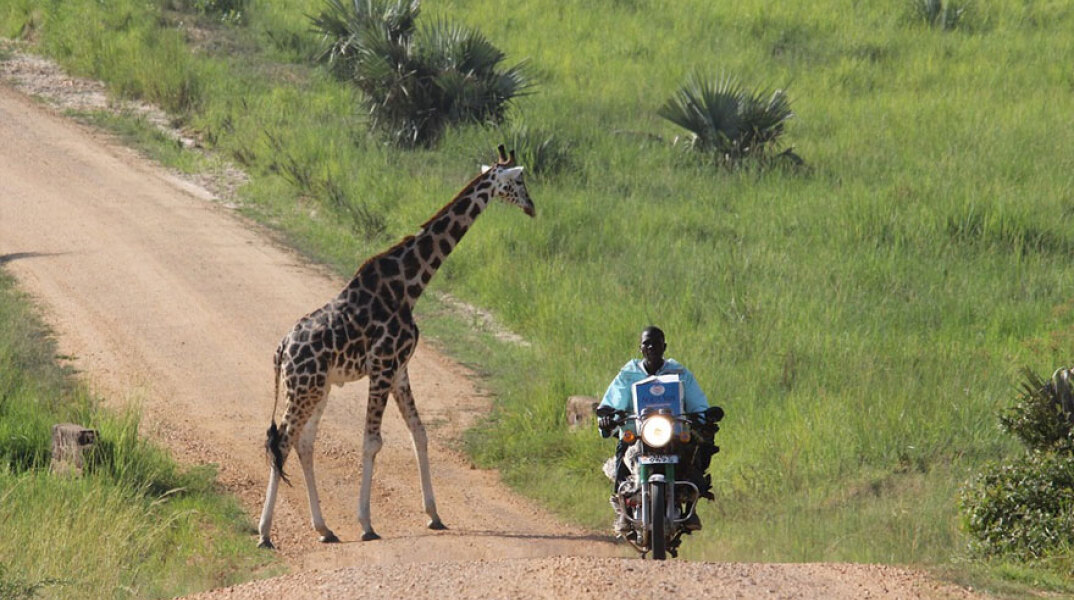 Οδηγός μηχανής στην Ουγκάντα περνά δίπλα από καμηλοπάρδαλη