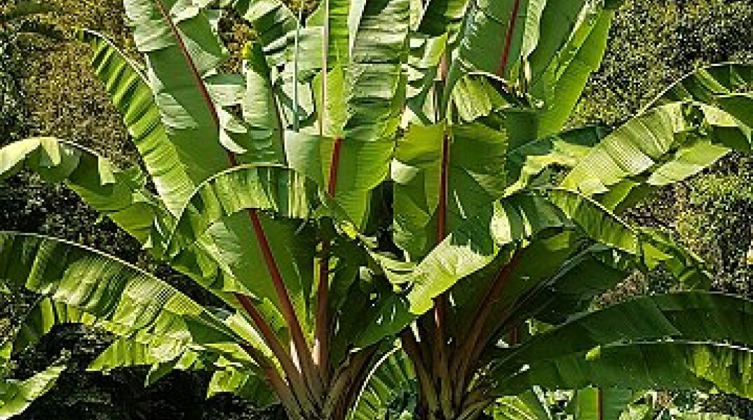 Η «ψευτο-μπανάνα» που θα σώσει τον κόσμο