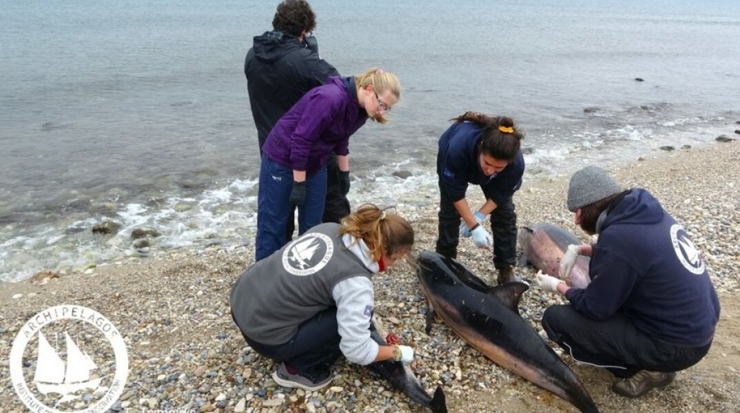 Εκβρασμός Ζωνοδέλφινων στο ΒΑ Αιγαίο