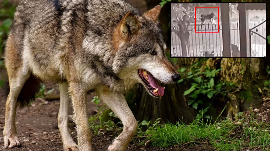 Λύκος στο δάσος - Λύκοι έξω από κατοικία στο Νεοχώρι Ημαθίας (Ένθετη)
