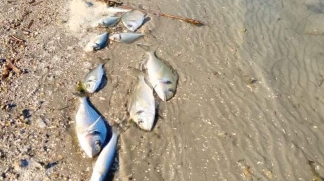 Περίπου 370.000 ψάρια 12 ειδών πέθαναν από το ψύχος σε ιχθυοτροφείο στη Λιμνοθάλασσα Δρεπάνου, στη Θεσπρωτία