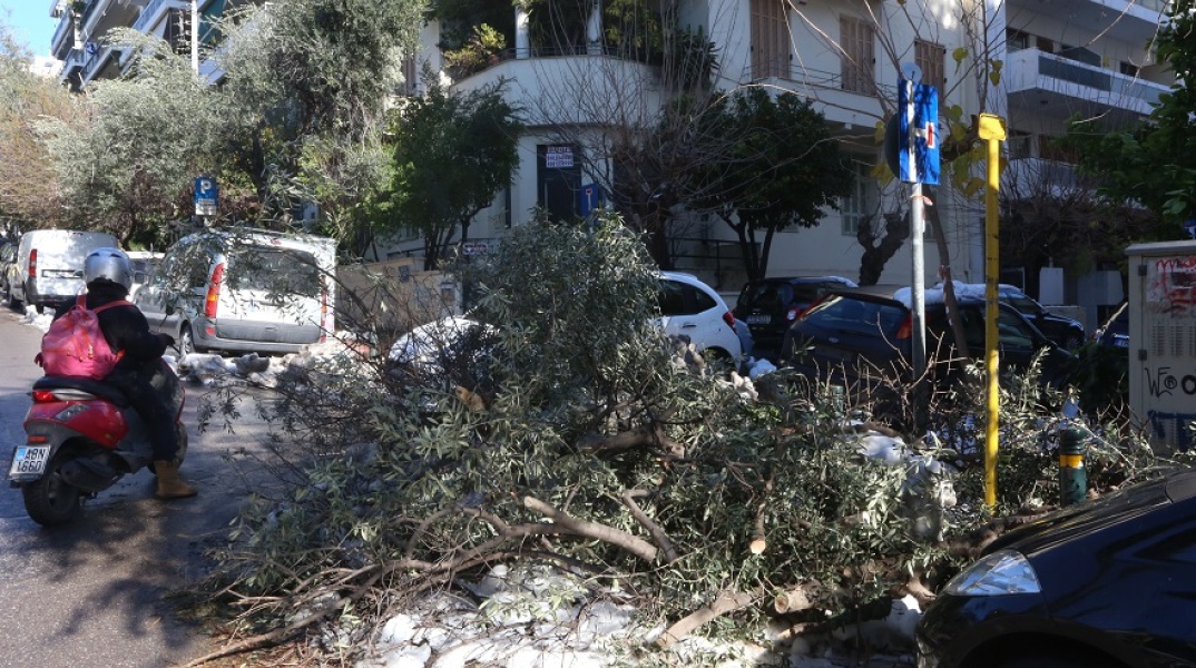 Κάτοικος ζητάει αποζημίωση για πτώση δέντρου, το οποίο δεν άφηνε τον Δήμο να το κόψει (vid)