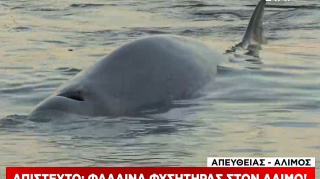 Φάλαινα βρέθηκε στην παραλία του Αλίμου