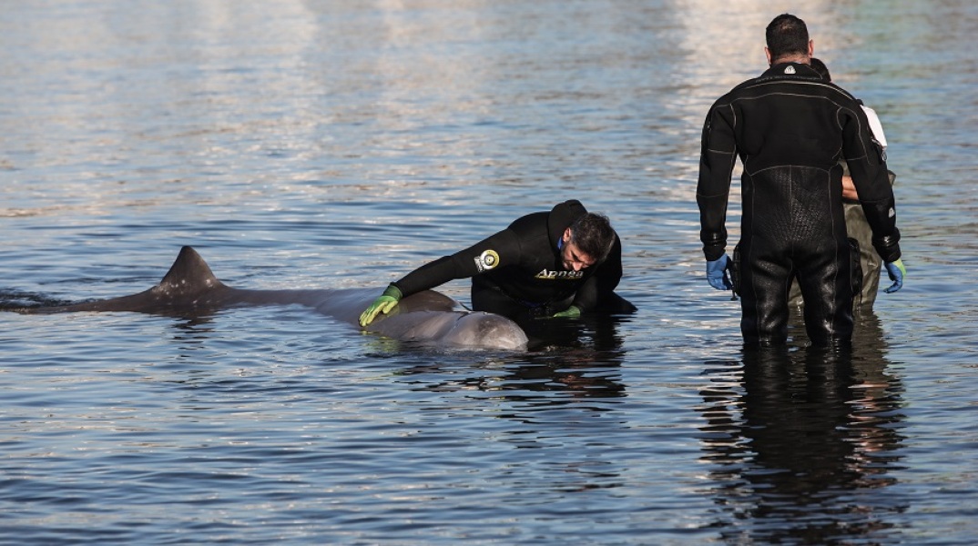 Μάχη για να σωθεί η φάλαινα στον Άλιμο