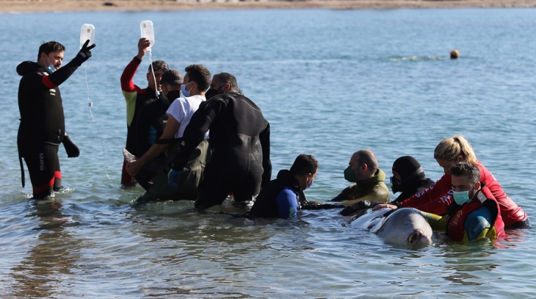 Φάλαινα εκβράστηκε στον Άλιμο - Πολύ σοβαρή κρίνεται η κατάστασή της