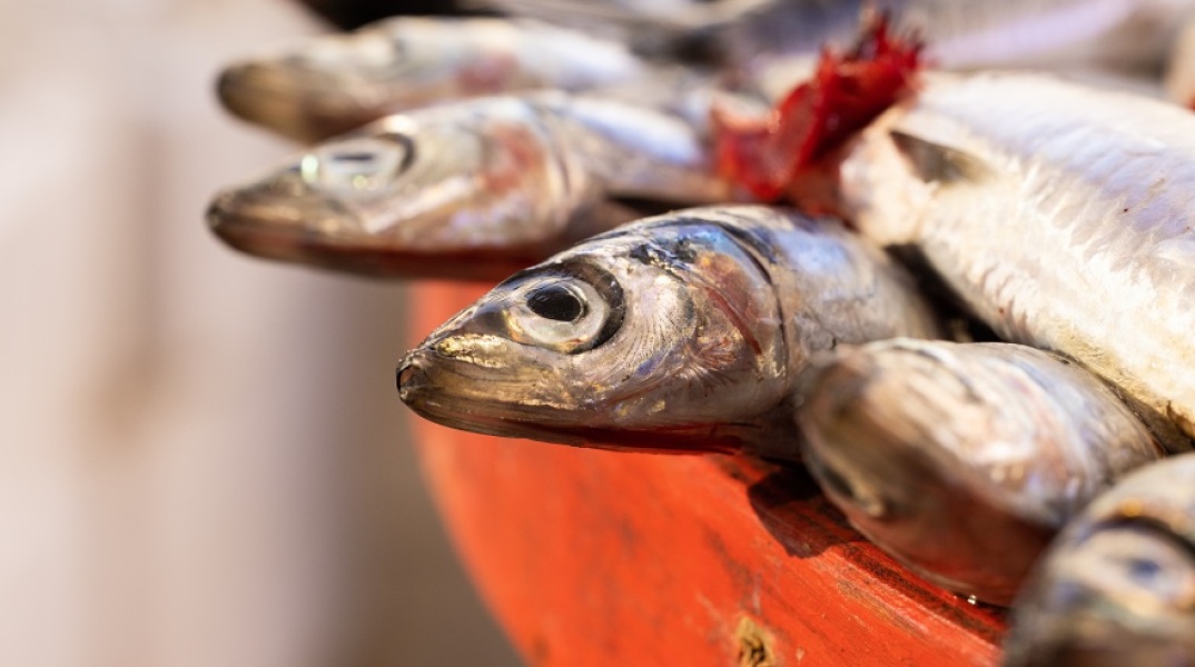 H κλιματική αλλαγή απειλεί τον γαύρο - Οι επιπτώσεις της στην αλιεία
